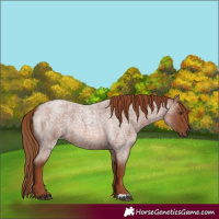 Horse Color:Red Roan