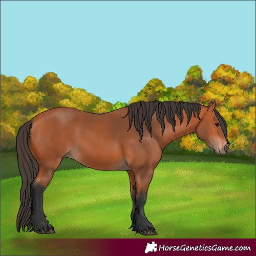 Horse Color:Bay 