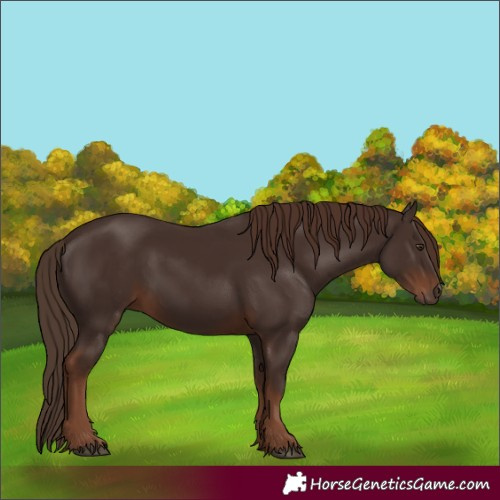 Horse Color:Liver Chestnut 