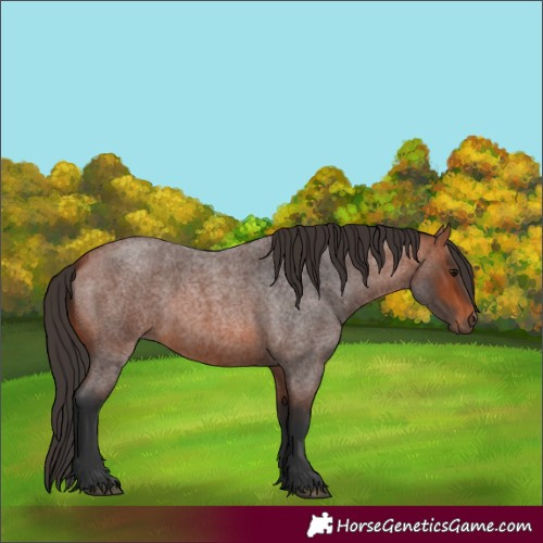 Horse Color:Bay Roan 