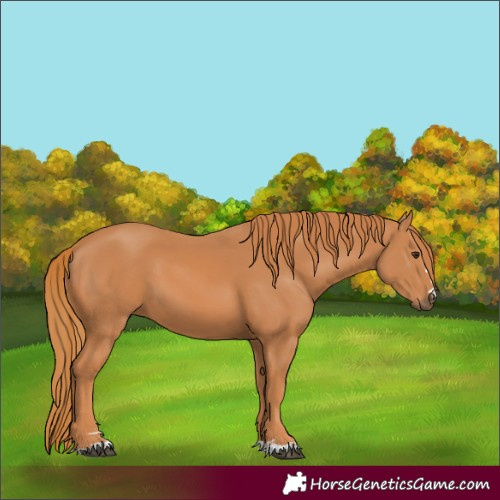 Horse Color:Chestnut 