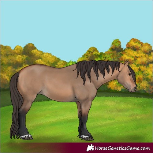 Horse Color:Bay Dun 