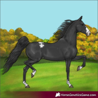 Horse Color:Black Varnish 