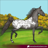 Horse Color:Grullo Appaloosa Rabicano