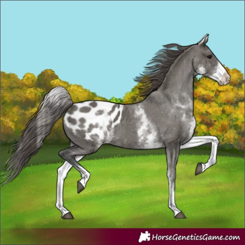 Horse Color:White Spotted Grullo Blanket