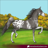 Horse Color:White Spotted Grullo Blanket 
