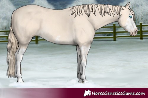 Horse Color:Perlino Splash  and Perlino Splash Frame 
