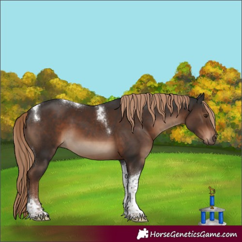 Horse Color:Liver Chestnut Tobiano