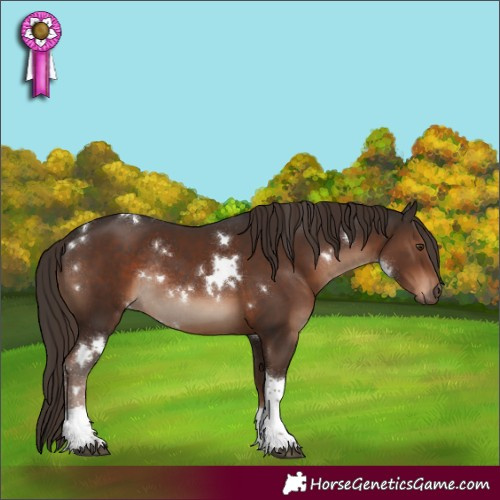 Horse Color:White Spotted Liver Chestnut Tobiano Rabicano 
