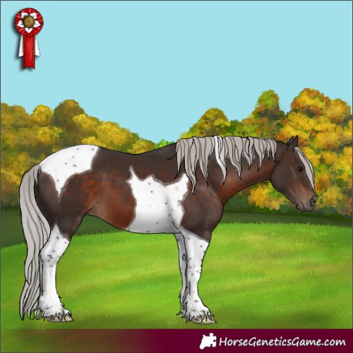 Horse Color:Silver Brown Tobiano 