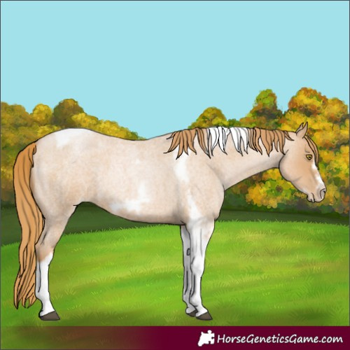 Horse Color:Red Roan Pearl Tobiano Frame 