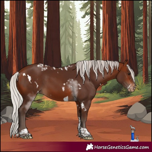 Horse Color:White Spotted Silver Bay Tobiano Skewed Appaloosa 