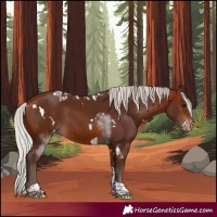 Horse Color:White Spotted Silver Bay Tobiano Skewed Appaloosa 