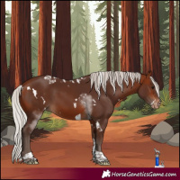 Horse Color:White Spotted Silver Bay Tobiano Skewed Appaloosa