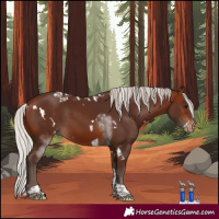 Horse Color:White Spotted Silver Bay Tobiano Skewed Appaloosa 
