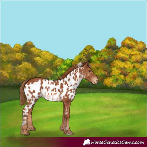 Horse Color:White Spotted Chestnut Skewed Appaloosa 
