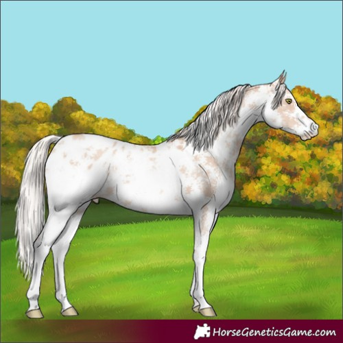 Horse Color:Silver Sable Champagne Dun Sabino Appaloosa 
