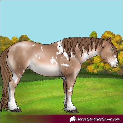 Horse Color:White Spotted Liver Chestnut Pearl Sabino Rabicano 