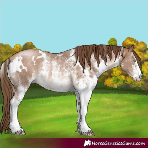Horse Color:White Spotted Brown Pearl Rabicano 