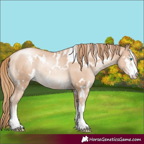 Horse Color:White Spotted Gold Champagne Pearl Rabicano 