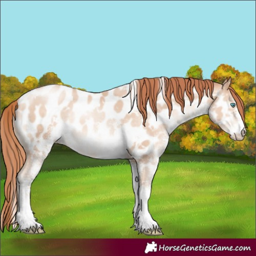 Horse Color:White Spotted Sable Champagne Pearl Appaloosa Rabicano 