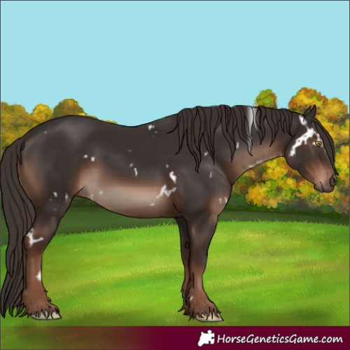 Horse Color:White Spotted Liver Chestnut 
