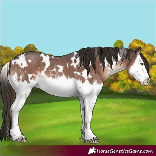 Horse Color:White Spotted Liver Chestnut Sabino Splash 