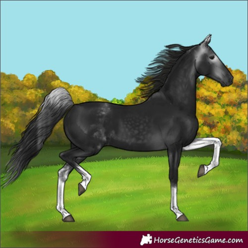 Horse Color:Gray White Spotted Black