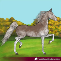 Horse Color:White Spotted Silver Black 