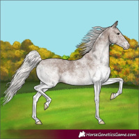 Horse Color:White Spotted Silver Black
