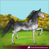 Horse Color:White Spotted Black 