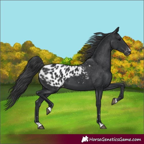 Horse Color:Black Blanket 