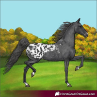 Horse Color:Black Appaloosa
