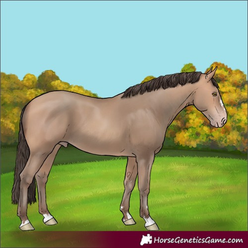 Horse Color:Amber Champagne 