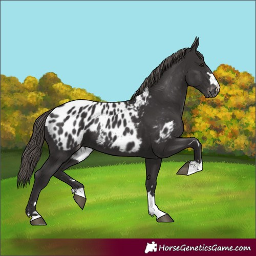 Horse Color:Unknown 