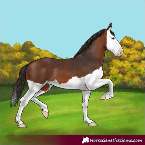 Horse Color:Unknown 