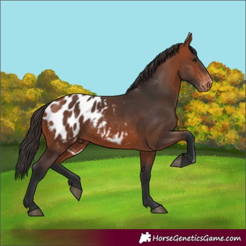Horse Color:Bay Appaloosa 
