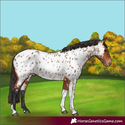 Horse Color:Bay Tobiano Appaloosa 