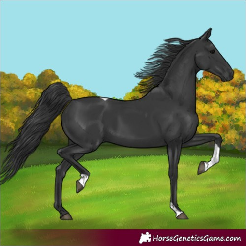 Horse Color:Black Tobiano 