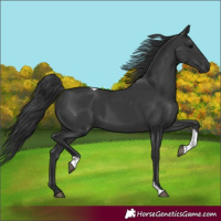 Horse Color:Black Tobiano