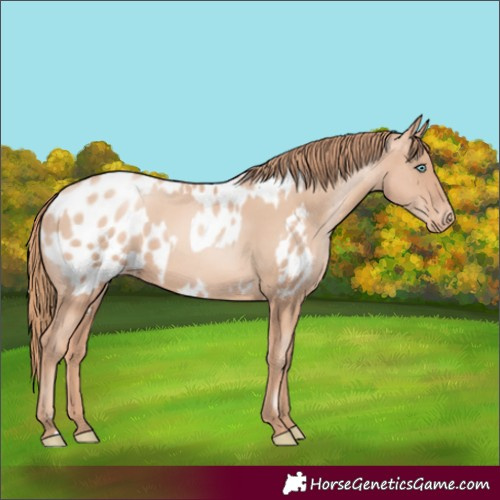 Horse Color:Gold Champagne Pearl Rabicano  and Gold Champagne Pearl Appaloosa Rabicano 