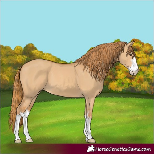 Horse Color:White Spotted Red Dun