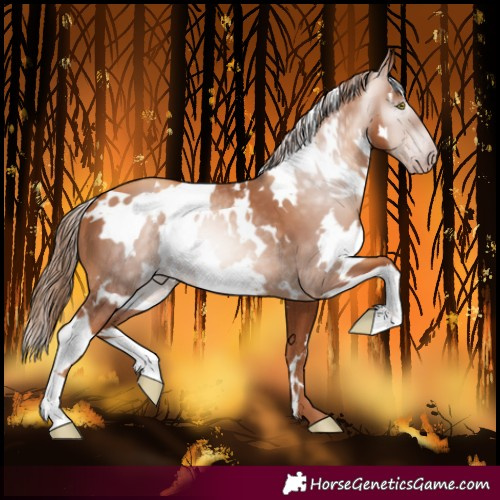 Horse Color:Gray White Spotted Gold Champagne 