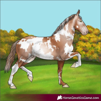 Horse Color:Gray White Spotted Gold Champagne 