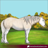 Horse Color:Silver Classic Cream Champagne Roan Dun Splash Rabicano 