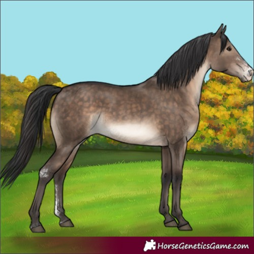 Horse Color:Brown Dun Sabino 