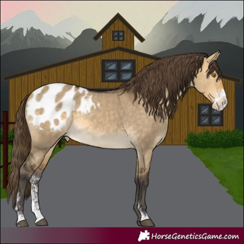 Horse Color:Buckskin Dun Sabino Appaloosa