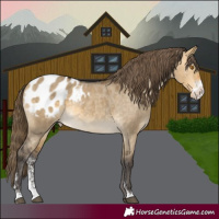 Horse Color:Buckskin Dun Sabino Appaloosa 