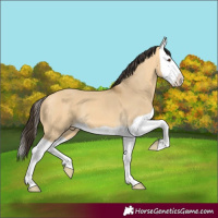 Horse Color:Buckskin Dun Splash 
