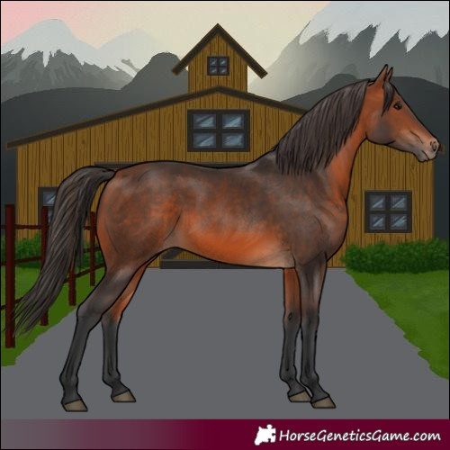 Horse Color:White Spotted Bay